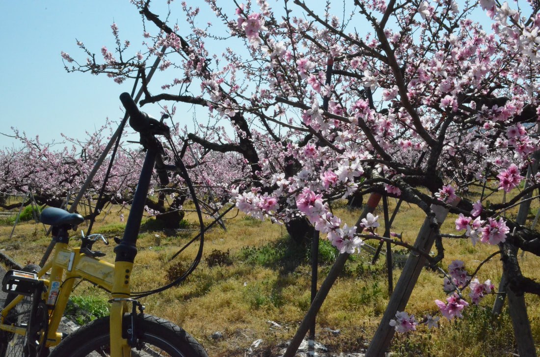 Kinokawa Area Bike Rental — Mikasakan