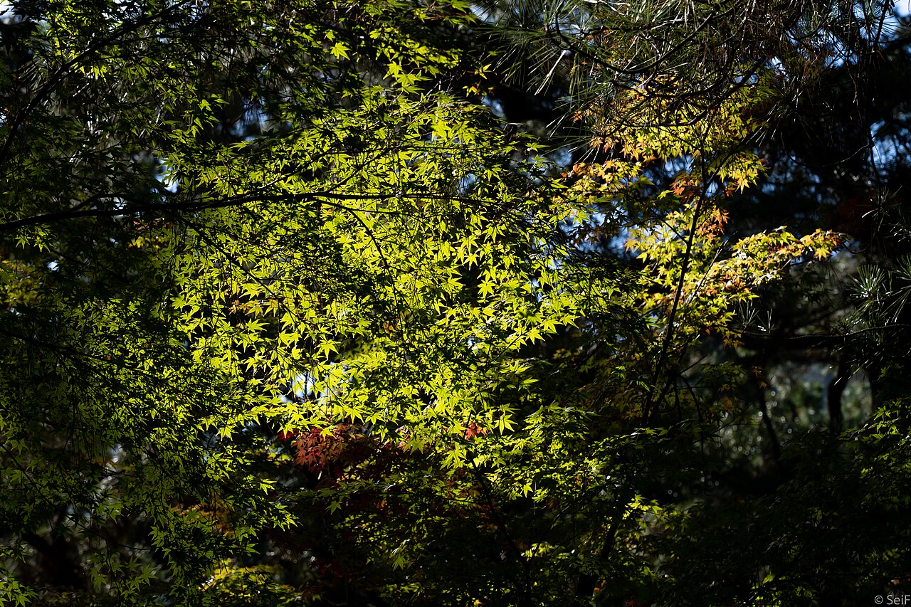 RENTAmo — Cycle Land Yamane 2